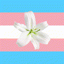Lily is still Trans!