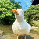 Duck's emote server lol