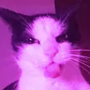 Metal Kitty (18+..)
