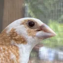 Finches & Softbills discord icon