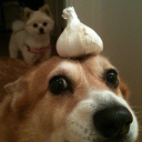 AldoGod #DoxiArmy icon