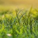 i will touch grass