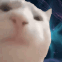 spacecats