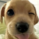 시니와 친구들 Discord server icon