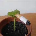 Venus Flytrap