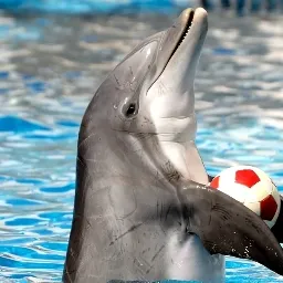 кок файт — мониторинг Discord сервера, статистика и рейтинг