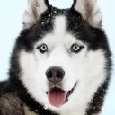 Beastial Irl Discord Server