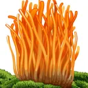 Discordyceps