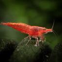 Western PA Shrimps Discord Server Icon