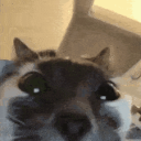 eris loris fan club icon