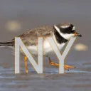 New York Birding