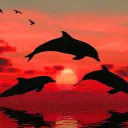 🐬Dolphin SMP🐬