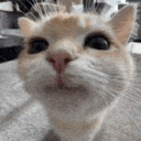 nono