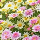 Stella’s Garden