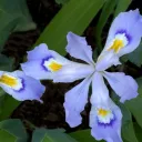 Iris' Garden