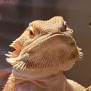 *Nebulas Colosseum* discord icon