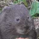 PE's and not Bun Butler's r/voles