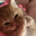 Catnova Discord Server Icon