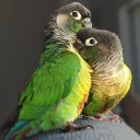 Conure Cape