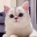 Elememety