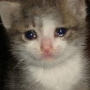 Kitten's Lair Server Icon
