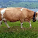 MOOS