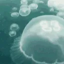 ˚ ༘ ೀ luminescence⋆｡˚ Discord Server Icon