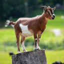 GOAT TAG | .gg/unblockedgames avatar
