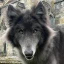 Wolf fox den