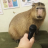 CAPYBARA INC.