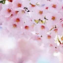(っ◔◡◔)っ ♥ Sakura Hangout ♥