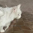 cat squad