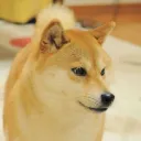 狗狗幣中文社群 DOGECOIN BUY&HODL