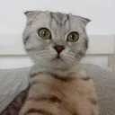 Завод котов