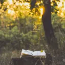 The Enchanted Library