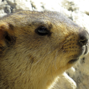 JPvigia 123 OFFICIAL