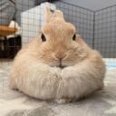  x    +  ⌔  Bunny Server. Discord Server Icon