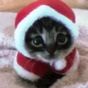 El Gato Discord Server Icon