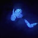blue butterfly Discord Server Icon