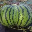 The Church of Melon
