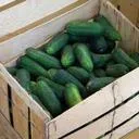 Cucumber Crate