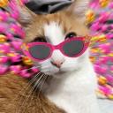 Cute Cats🐱