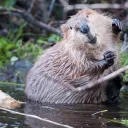 Beaver Family