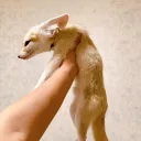 ~The Spring Den~ Discord Server Icon