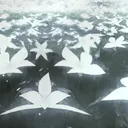 Lunar Lily Fields
