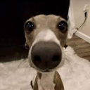 Discovery icon for Shremy's MF Block Discord server