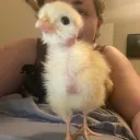 The Flock 2.0