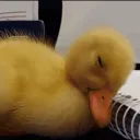 The Quack Qrew