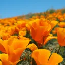 California-Nya! Discord Server Icon