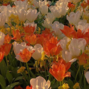 The Social Club Server Icon